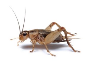 Cricket isolated